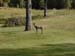 plasticdeermoveslow
